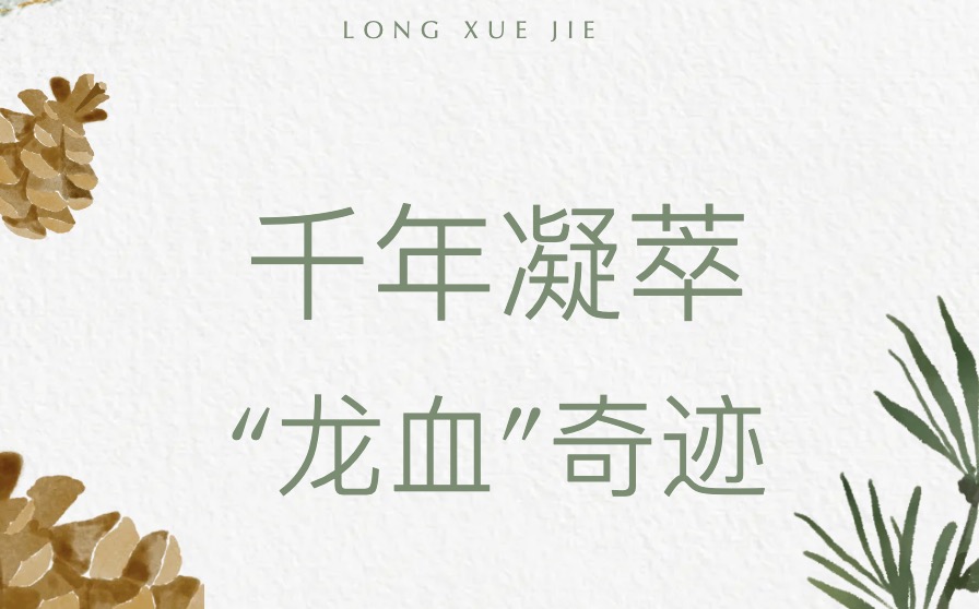 千年凝萃，以红补红，“龙血”奇迹