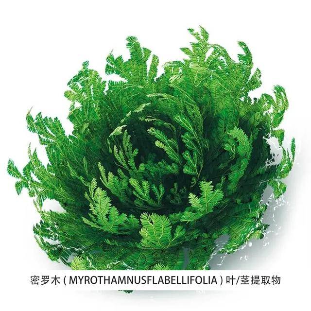 密罗木提取液